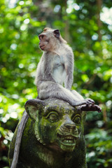 Naklejka na ściany i meble Long-tailed macaques