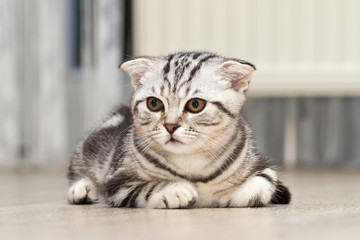 British Shorthair Cat