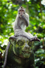 Long-tailed macaques