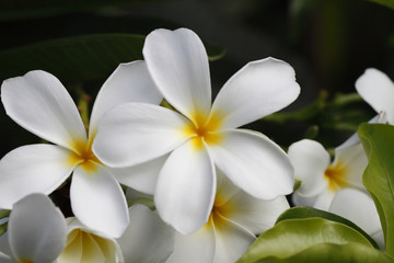 Obraz premium Flowers