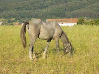 Obraz na płótnie Canvas Horse grazing