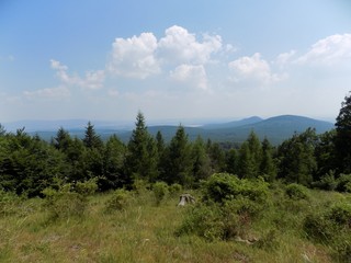Coniferous forest
