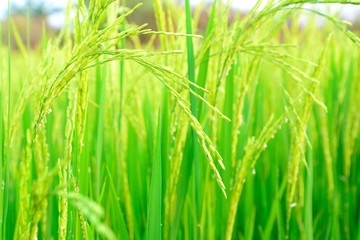 paddy field with ray of lights