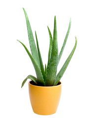 Aloe Vera Pflanze im Topf