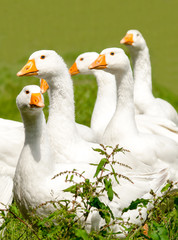Mehre Gänse auf einer Wiese machen langen Hals