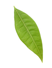 Obraz premium grünes Blatt