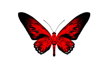 Red butterfly isolated on white background.