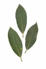 Obraz premium Lorbeerblätter