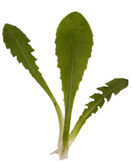 Obraz premium Löwenzahn