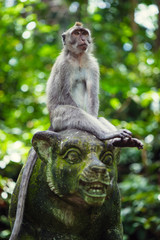 Long-tailed macaques