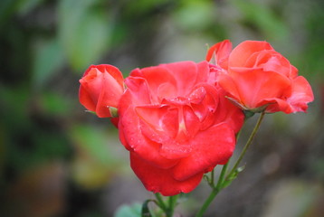 Obraz premium roses