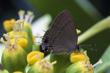Butterfly on the flower close up -  lateral view - horizontal photo - Macro butterfly