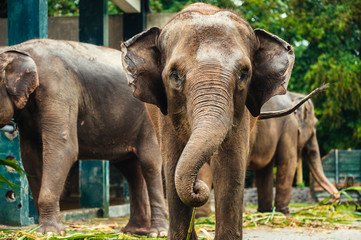 Fototapeta na wymiar Elephant in Borobudur