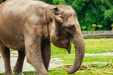 Fototapeta na wymiar Elephant in Borobudur
