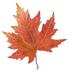 herbstliches Laubblatt Ahorn
