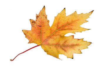 herbstliches Laubblatt Ahorn