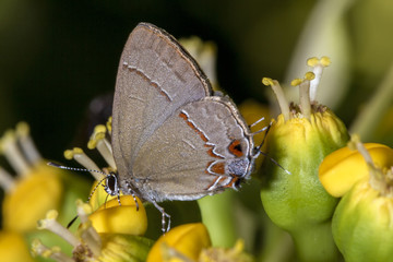 Butterfly on the flower close up lateral view horizontal photo - Macro butterfly