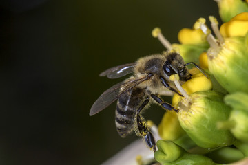 Bee on the flower close up - Macro bee
