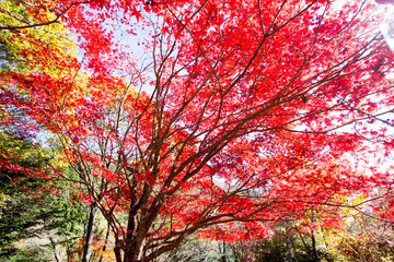 紅葉の秋