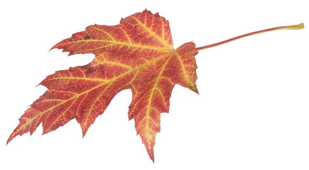 herbstlich gefärbtes Blatt eines Ahorn