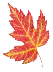 Fototapeta premium herbstlich gefärbtes Blatt eines Ahorn