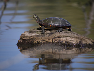 Obraz premium Turtle sunbathing on a rock