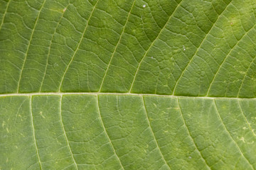 Leaf texture close up