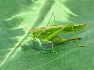 Green Locust.Closeup.