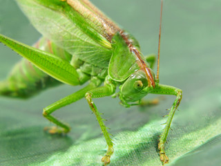 Green locust taken closeup.