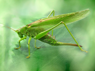 Big green locust taken closeup.