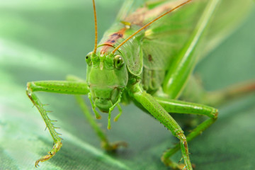 Locust.Closeup.