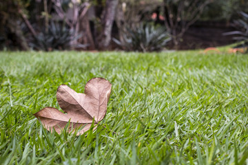 Isolated leaf on the grass
