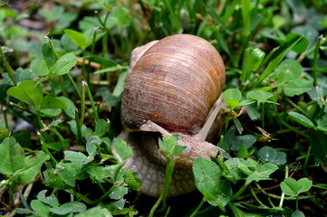  snail 