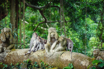 Naklejka premium Long-tailed macaques