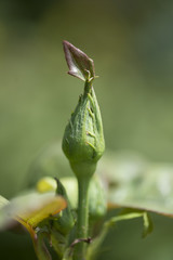 Rosenknospe