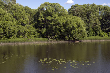 Лето. Берег реки.