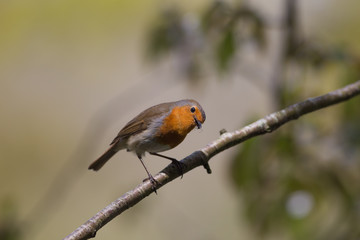 European Robin