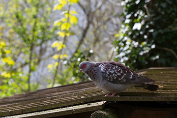 Speckled Pigeon 