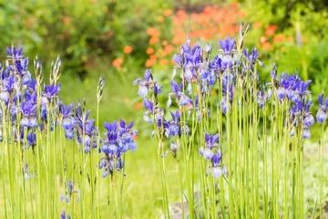 Cercles muraux Iris flower blue iris