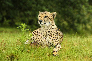 Jachtluipaard luierd in het gras.