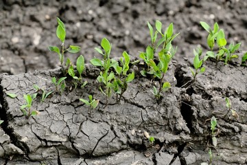 Grass sprouts on the cracked earth