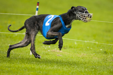 Windhond maakt raar hupje.