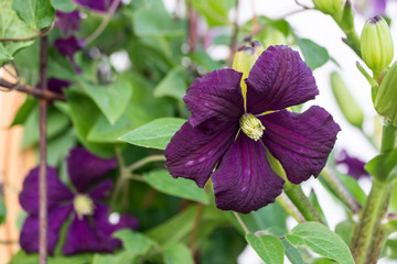 Clematis