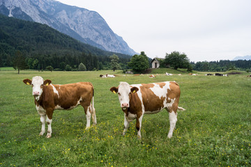 Fototapeta na wymiar Zwei Kühe
