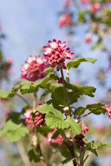 Johannisbeeren Blüte