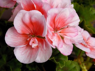 pink flowers of geranium pot-plant on balcony
