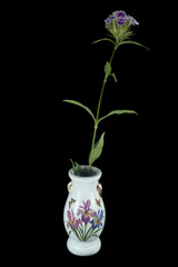 white vase with purple flower on black background