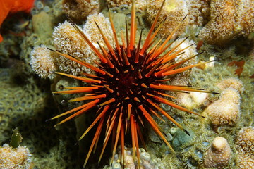 Naklejka na ściany i meble Live specimen of Caribbean reef urchin underwater