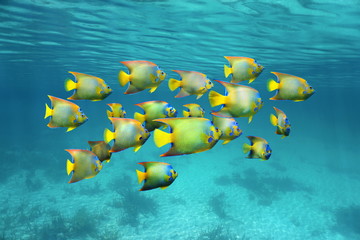 Naklejka premium Schooling colorful tropical fish queen angelfish