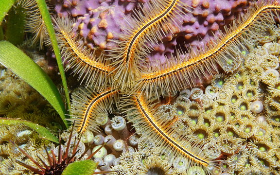 Ophiothrix suensoni sponge brittle star underwater